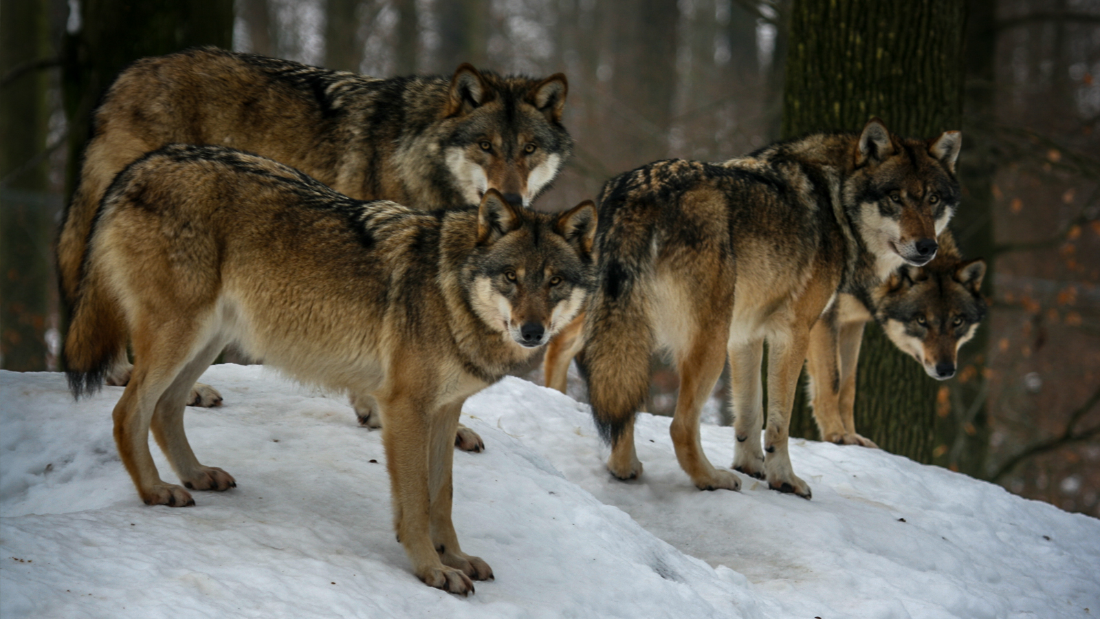 „Wer ist hier der Boss?“ – Eine Führung rund um den Wolf im Wildpark Neuhaus