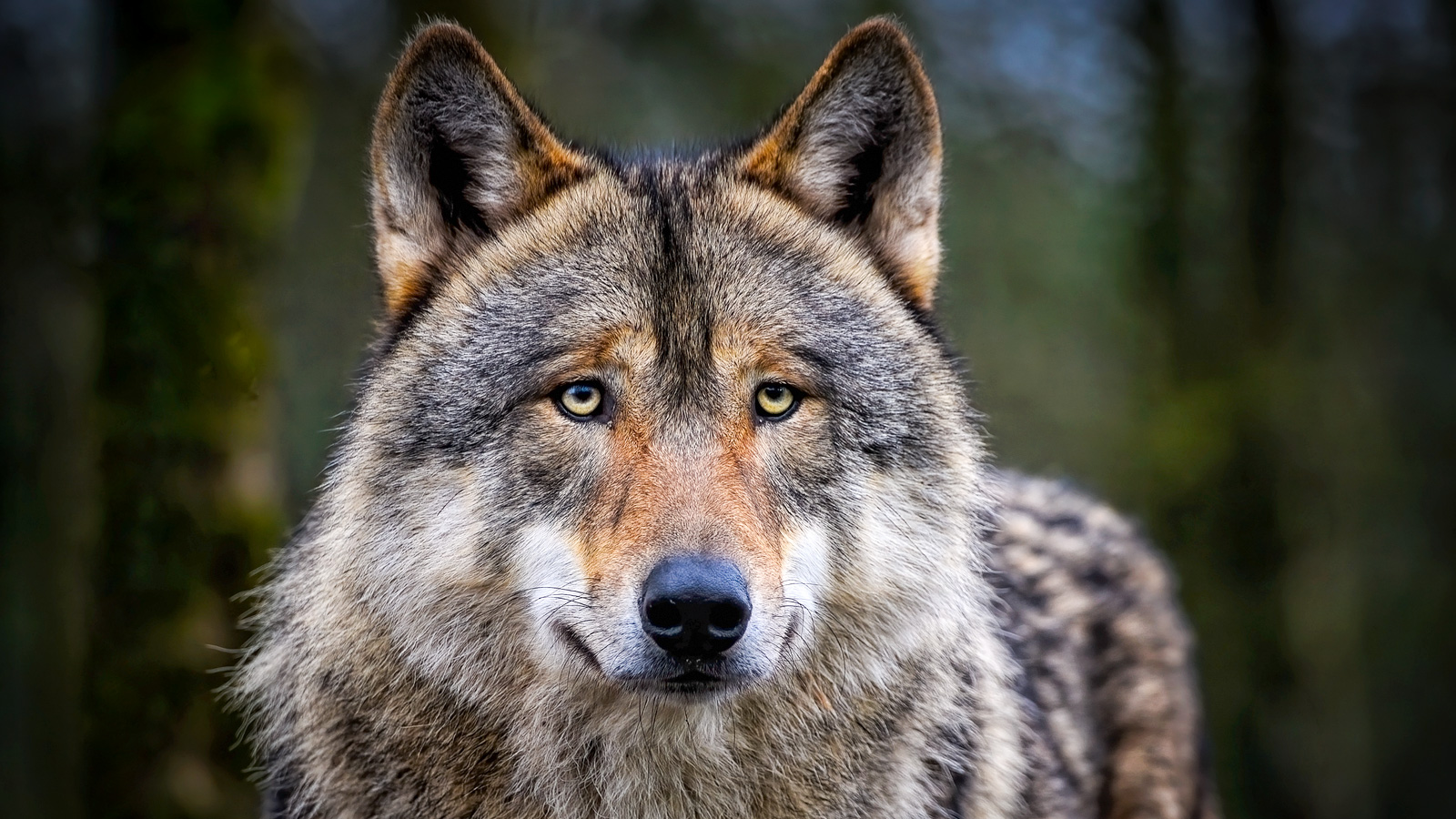 Wolf als Verursacher festgestellt: Zehn Leineschafe sterben nach Angriff auf Versuchsgut Relliehausen