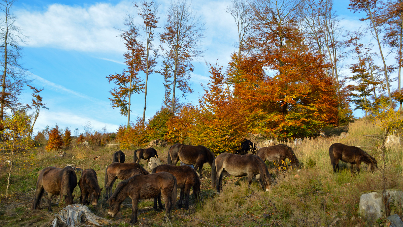 Naturpark Solling-Vogler lädt zur Exkursion durch das Naturschutzprojekt „Neue Hute“ ein