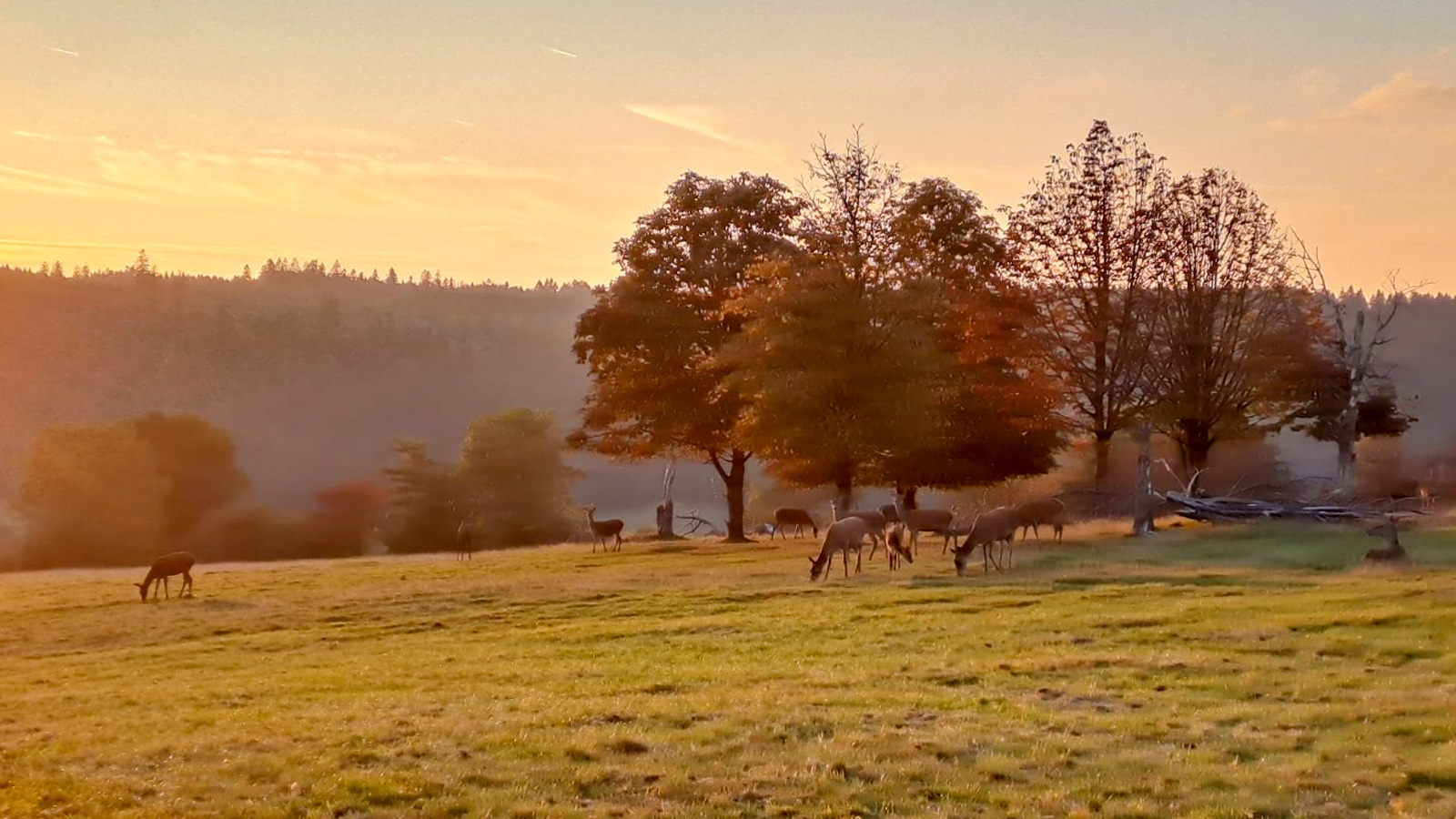 Wenn im Wildpark Ruhe einkehrt: Abendwanderung zeigt die Tiere in besonderer Atmosphäre