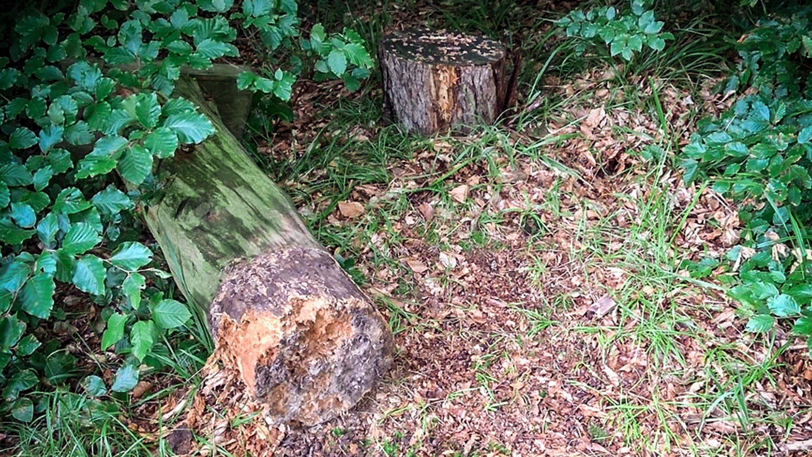 Respektloser Vandalismus auf Waldfriedhof: Andachtsstelle mutwillig zerstört