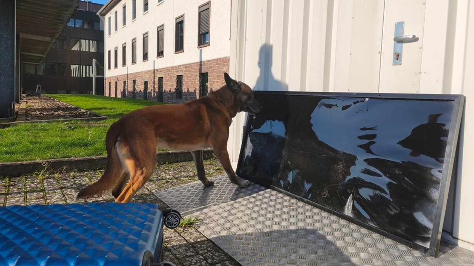 Spürhund „Lemmy“ führt Polizei zu spektakulärem Drogenfund in Beverungen