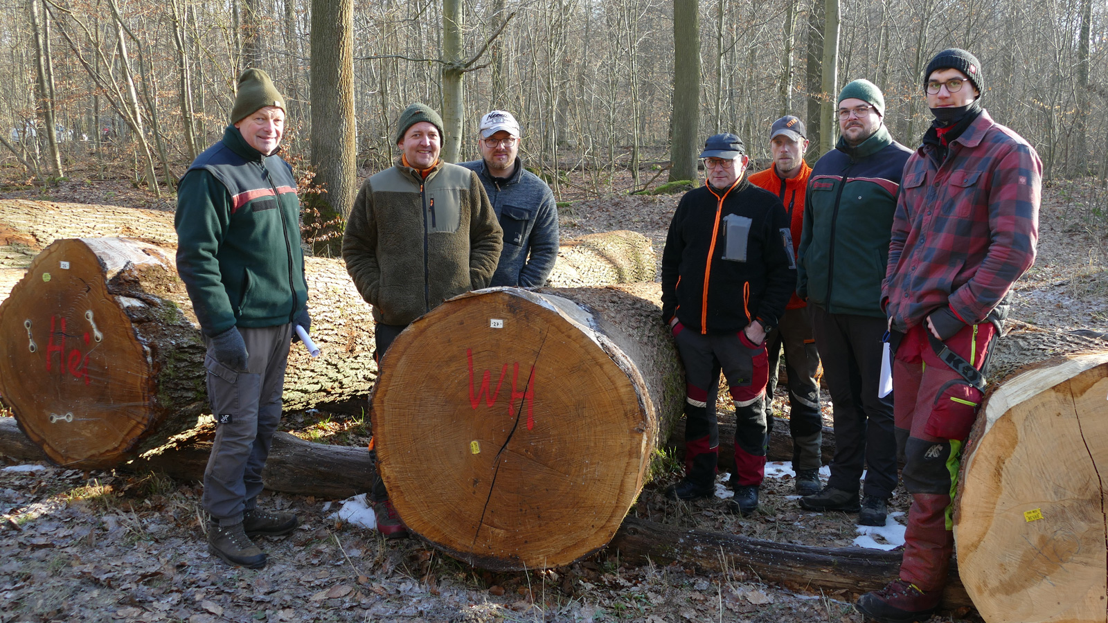 Wertholz aus dem Solling gefragt: Hohe Preise bei Laubholzversteigerung erzielt